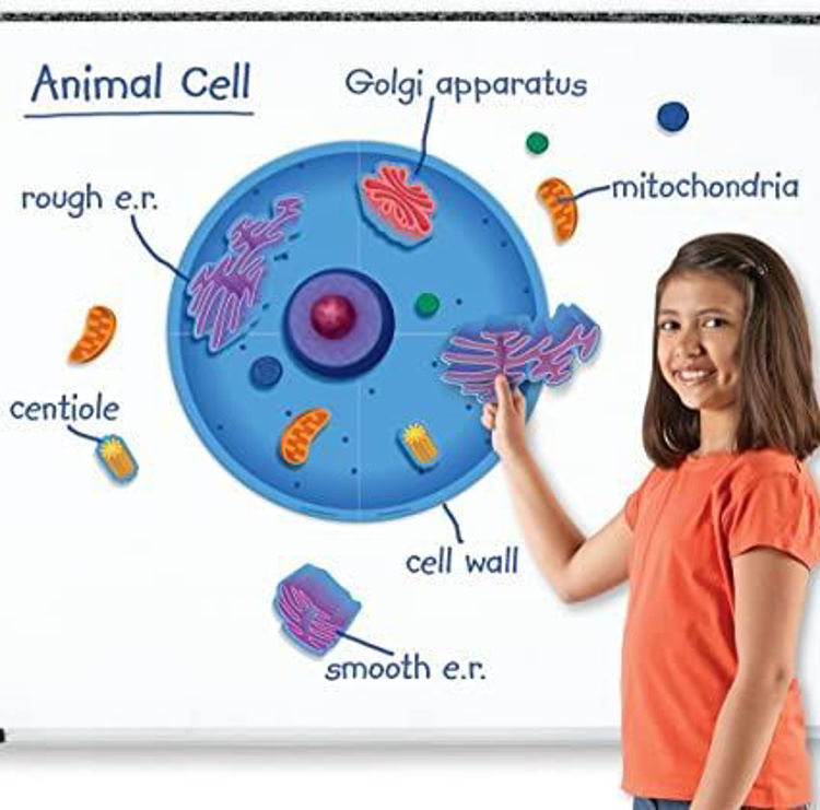 Imagen de Célula animal imantada